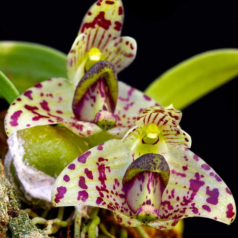 Бульбофиллум фаленопсис Орхидея