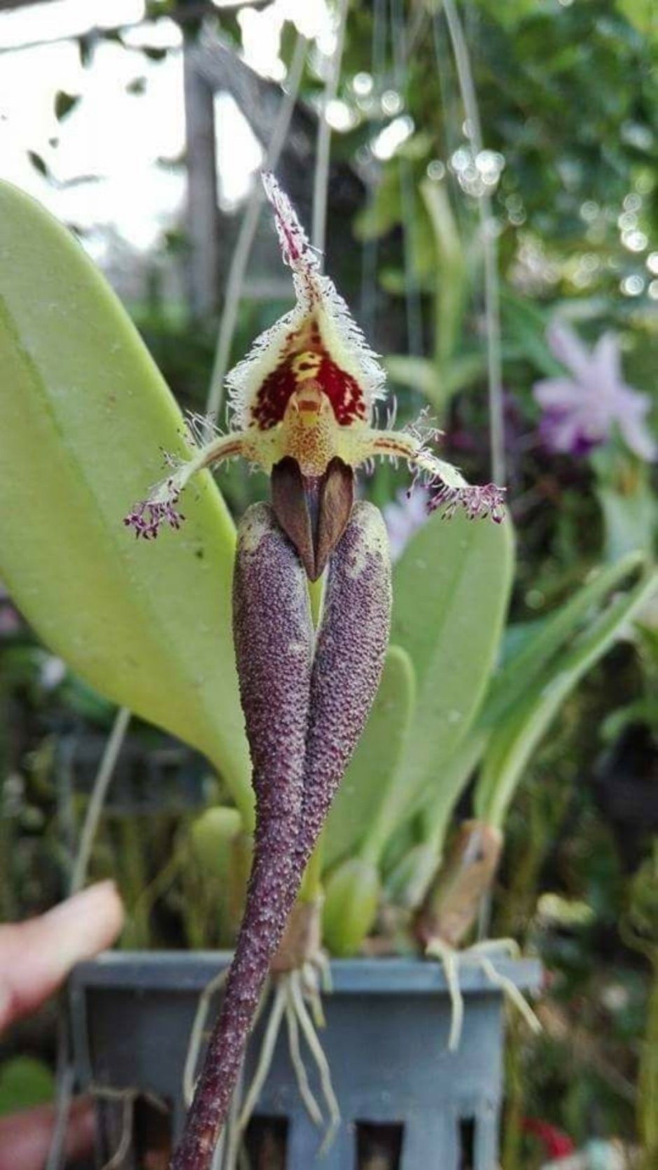 Бульбофиллум Фрости Bulbophyllum frostii
