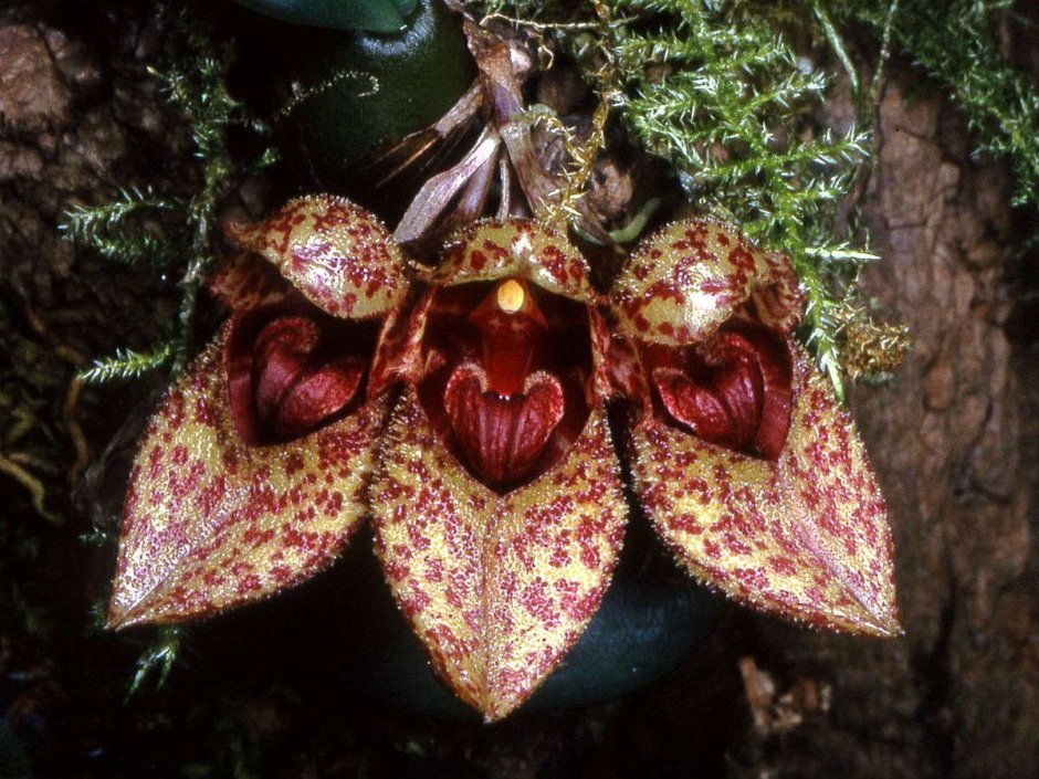 Орхидея Bulbophyllum lasiochilum