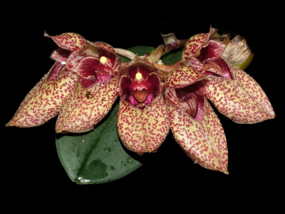 Орхидея Bulbophyllum frostii
