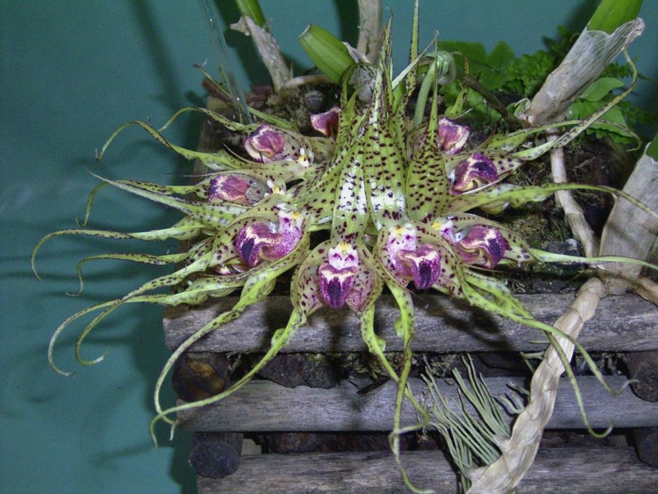 Bulbophyllum Polystichum