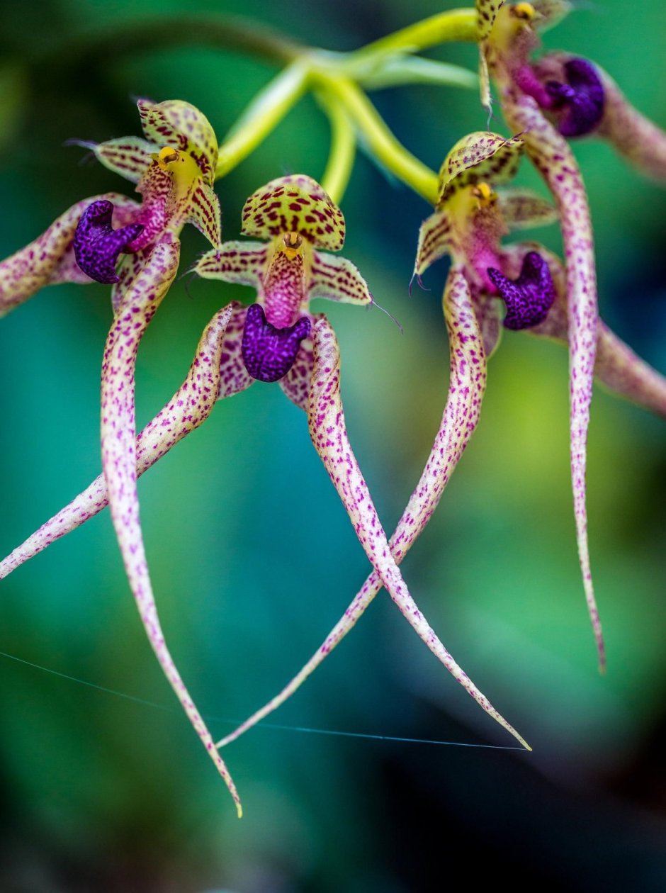 Орхидея Chiloglottis