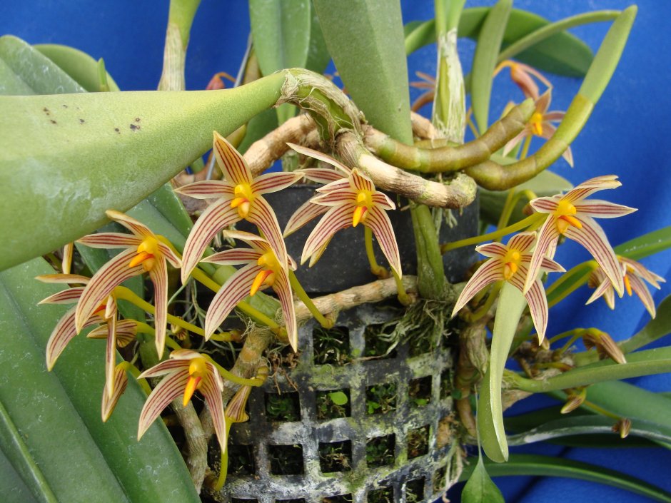 Орхидея бульбофиллум