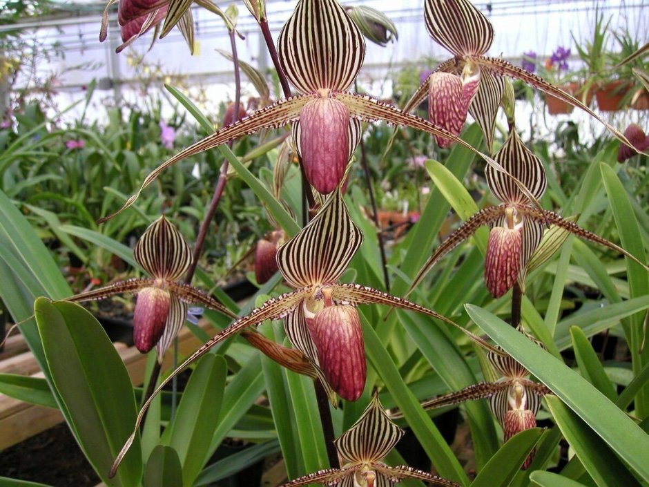 Орхидея Bulbophyllum lobbii