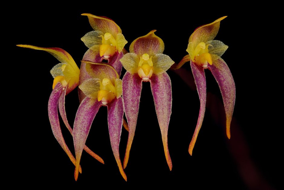 Bulbophyllum Elizabeth Ann Buckleberry
