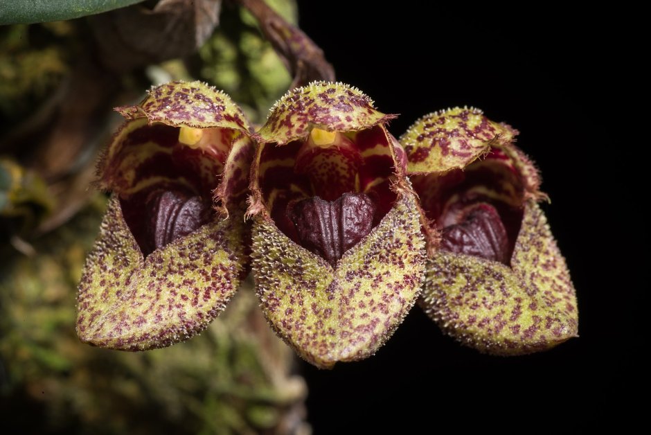 Bulbophyllum pardalotum
