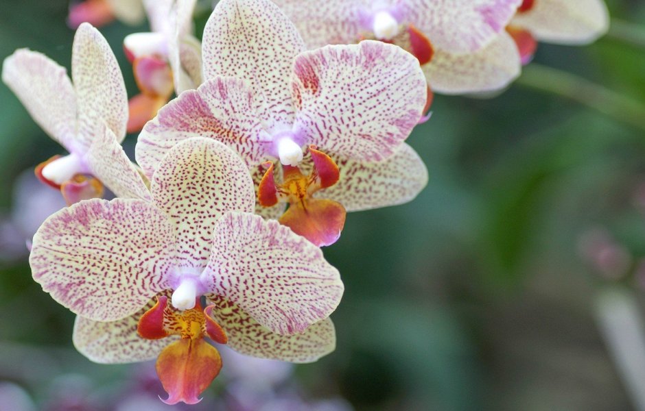 Орхидея Чармер мультифлора
