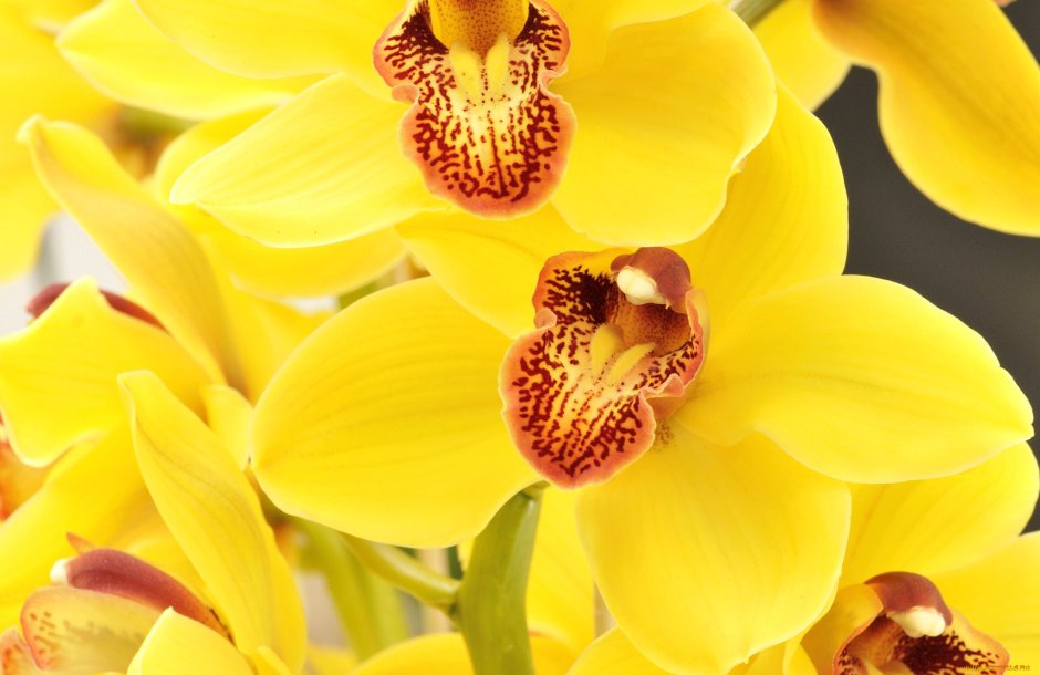 Орхидея желтая в крапинку