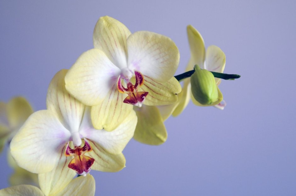 Орхидея Каталина фото