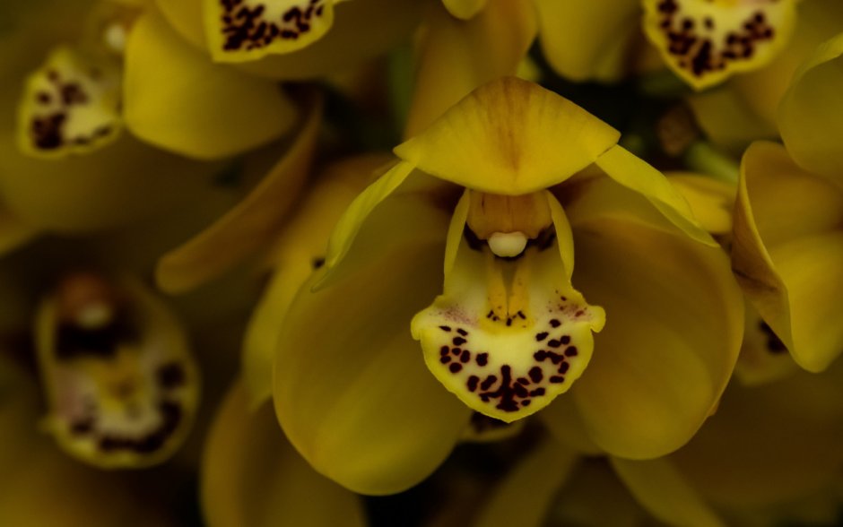 Желтая Орхидея Макросъемка