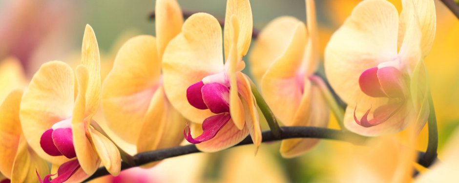 Жёлтая Орхидея ваниль