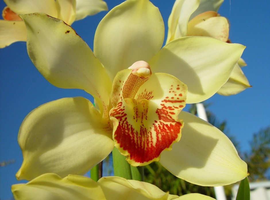 Орхидея желтая с фиолетовыми пятнами