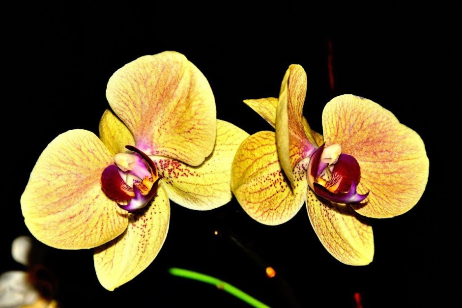 Орхидея желто оранжевая