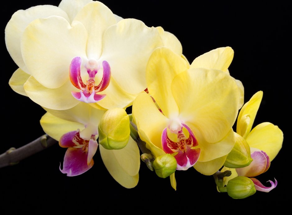 Желтая Заводская Орхидея