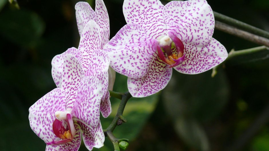 Орхидея Tunis