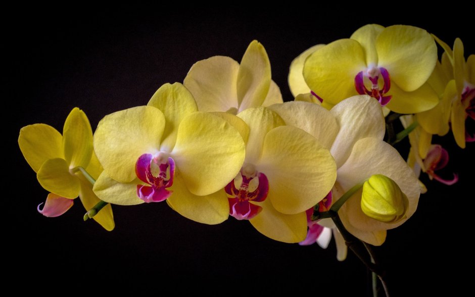 Желтая орхидея в крапинку