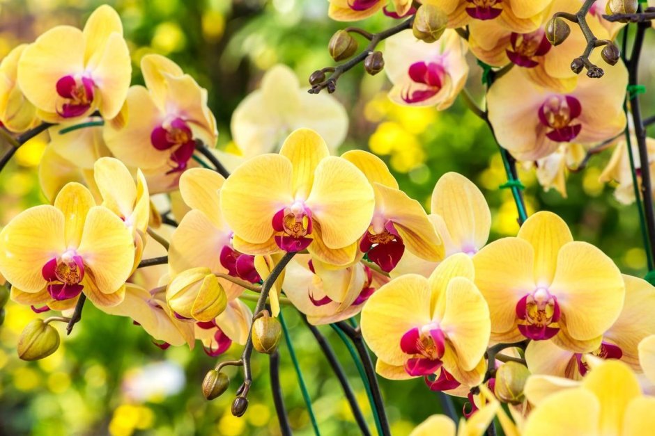 Красивые желтые орхидеи