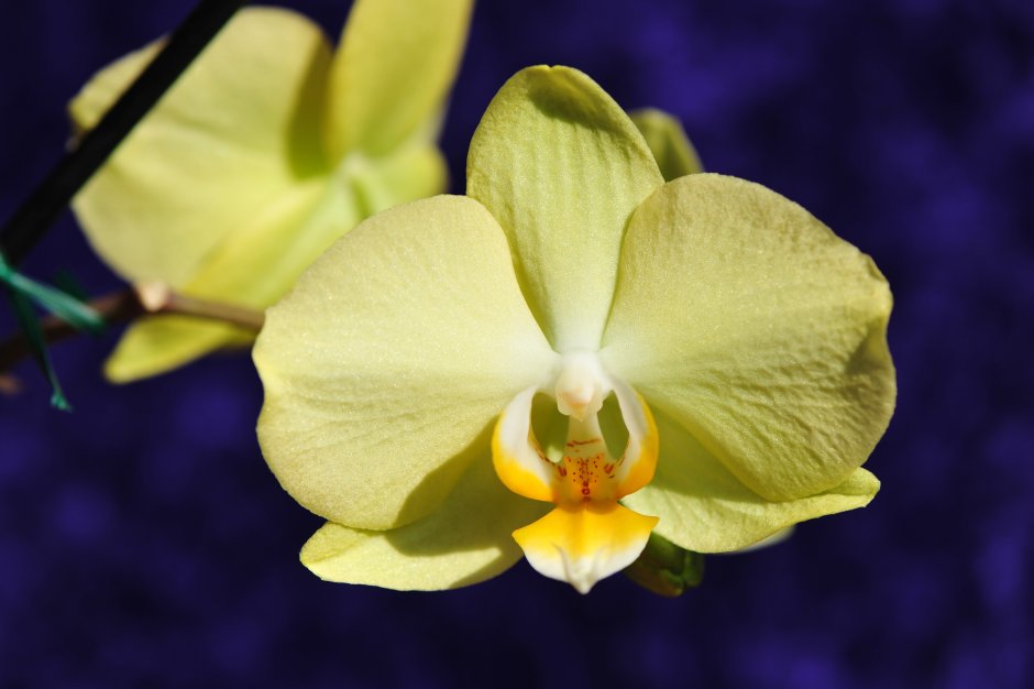 Орхидея Yellow spot