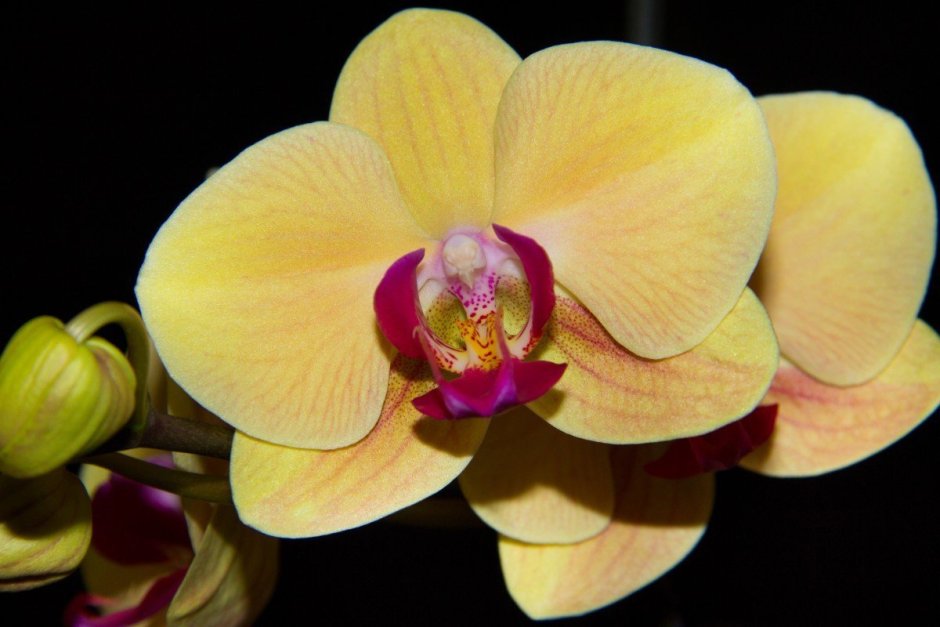 Орхидея Ванда Vanda желтая