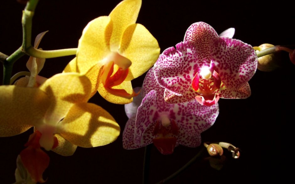 Орхидеи фаленопсис в мелкую крапинку