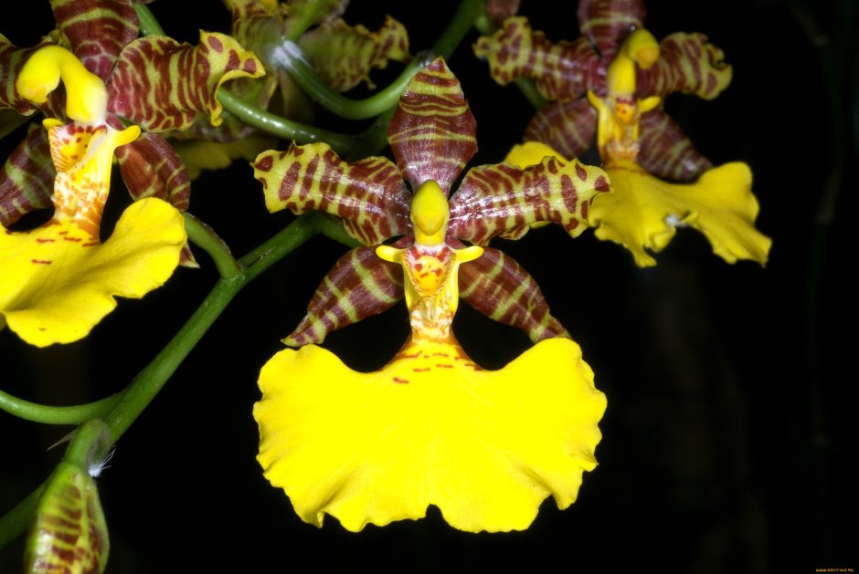 Орхидея Еллоу Мотлед