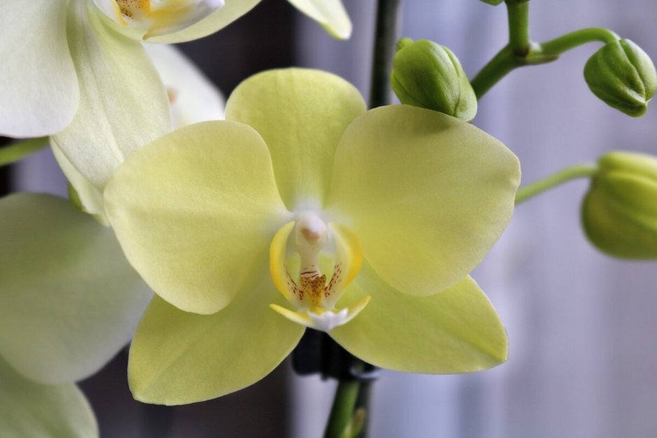 Орхидеи желтые изолированные