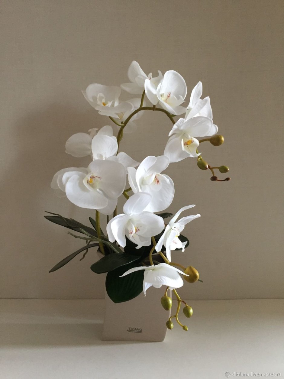 Композиции с орхидеей фаленопсис