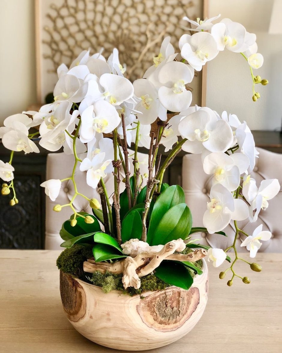 Орхидея фаленопсис флористические