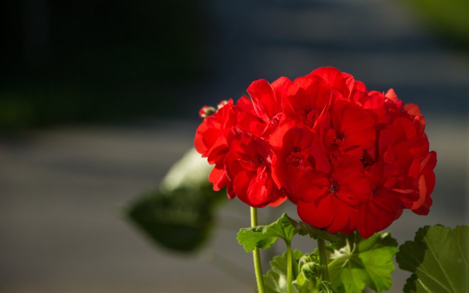 Красная герань – Red Geranium