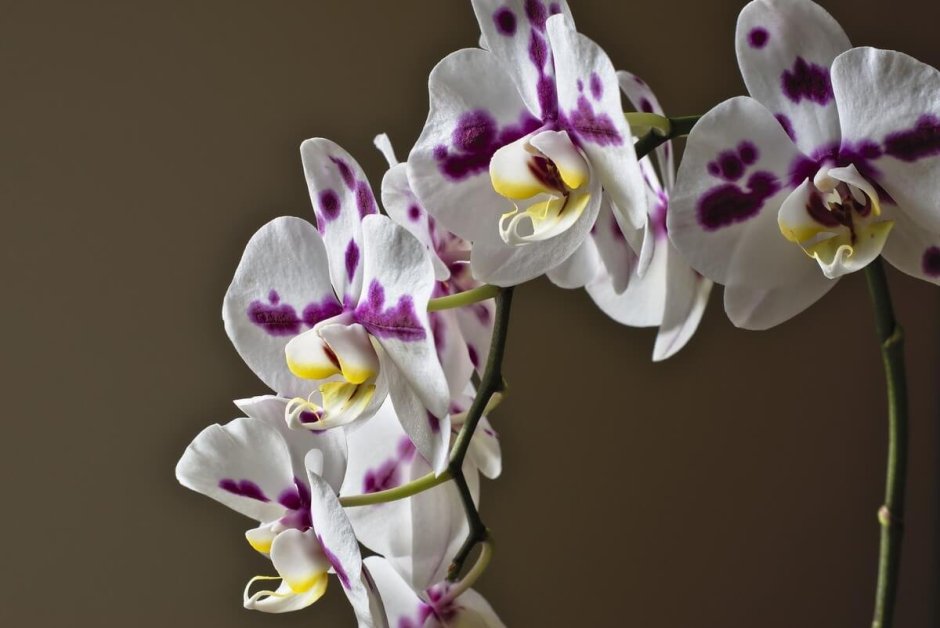 Орхидея Клементина