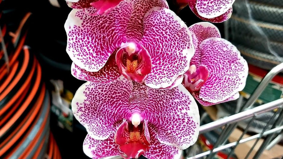 Орхидея Ягуар Бурятия