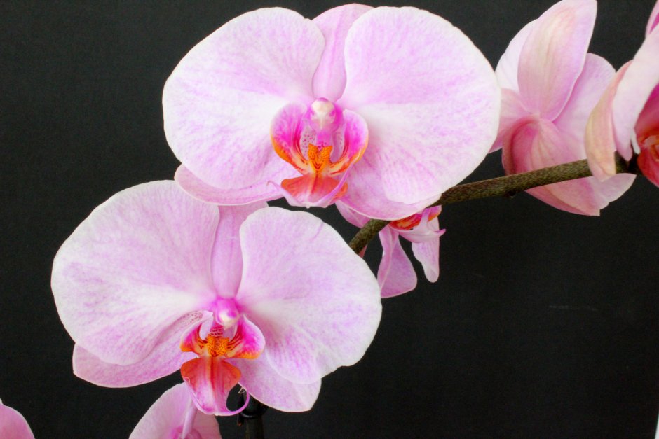 Орхидея ягуар фаленопсис
