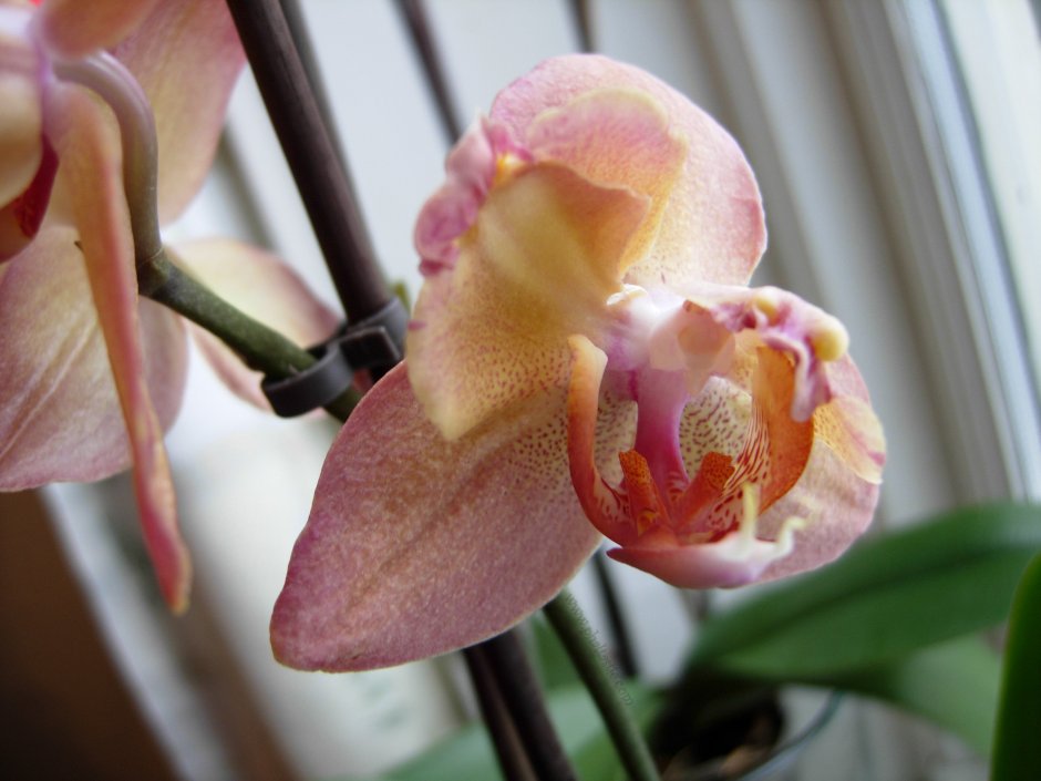 Орхидея легато пелорик