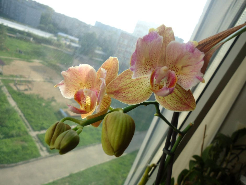 Розовый пелорик Орхидея