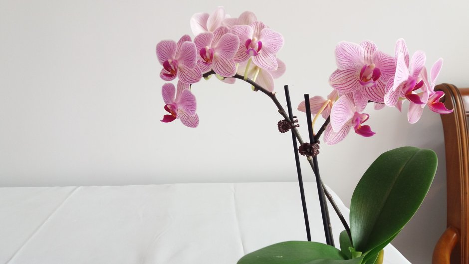 Орхидея кимоно пелорик