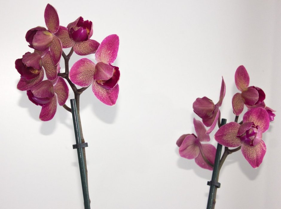 Даймонд Кинг пелорик Орхидея