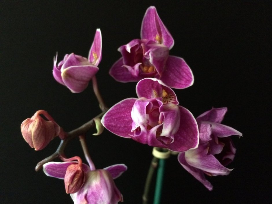 Орхидея Паваротти пелорик