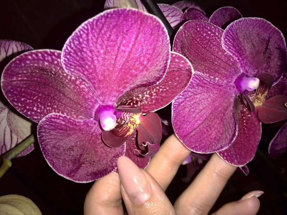 Орхидея легато трилипс