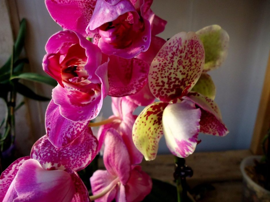 Кимоно орхидея пелорик