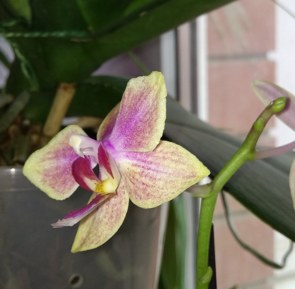 Орхидея фаленопсис Sogo Gotris