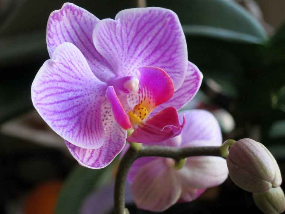 Фото орхидеи мини Stripes