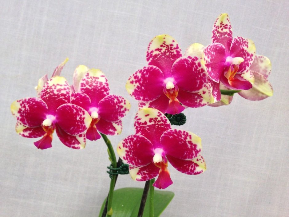 Орхидея Sogo Genki