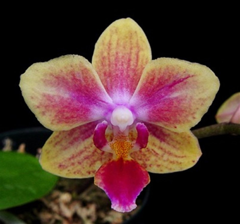 Орхидея сого готрис
