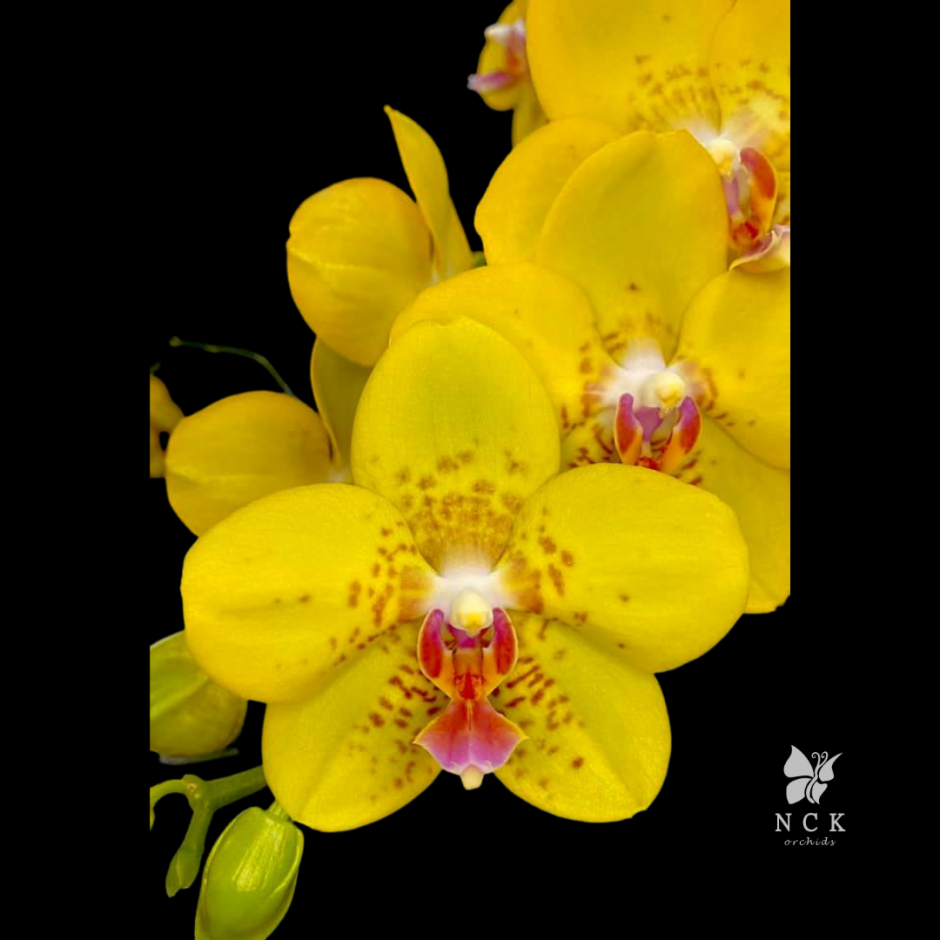 Sogo RELEX Орхидея