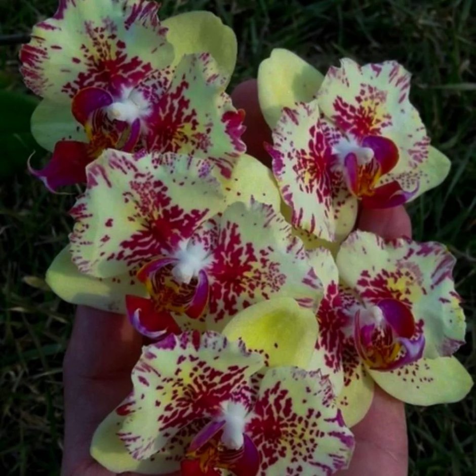 Орхидея Азалия