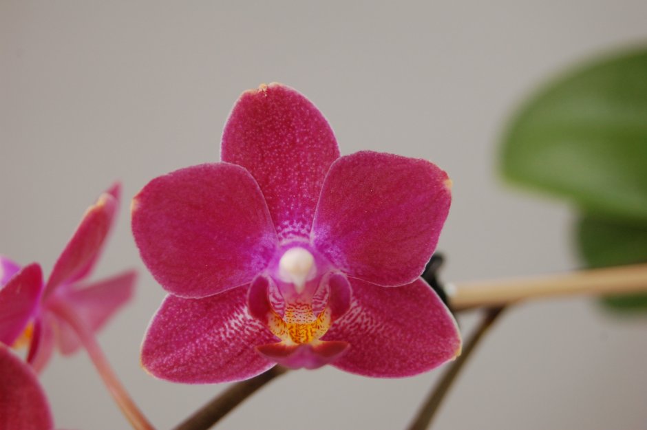 Стюартиана Орхидея