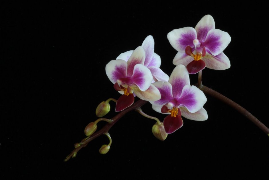 Чиа Вивьен Орхидея фаленопсис