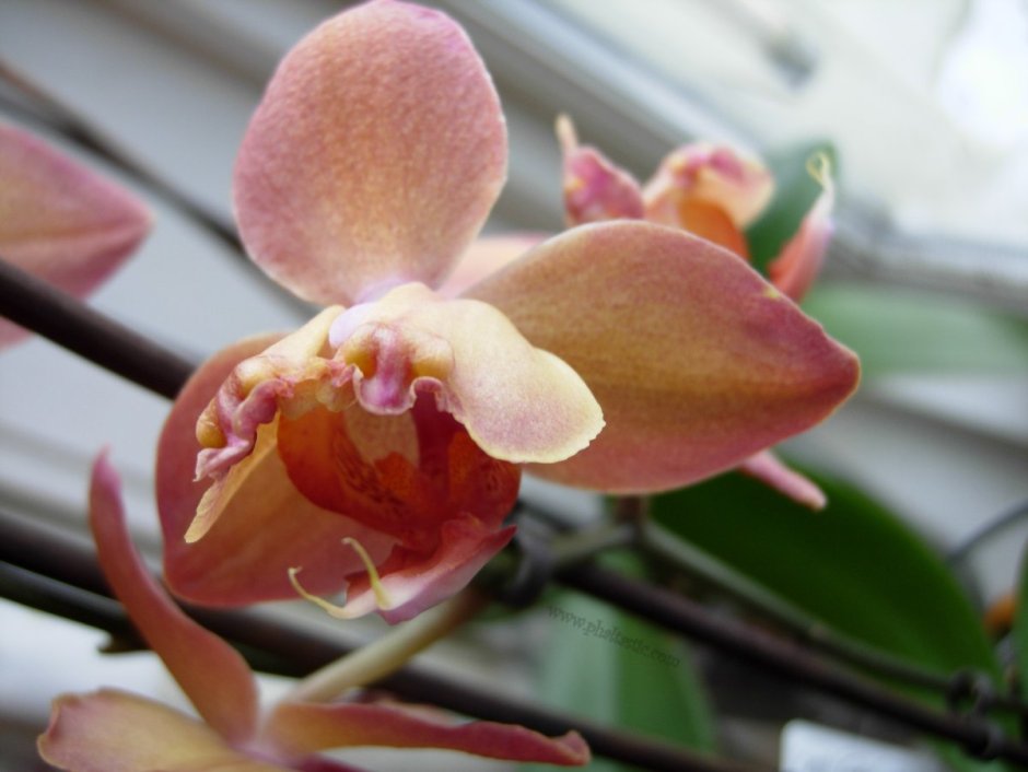 Уютные орхидеи и не только Ирина
