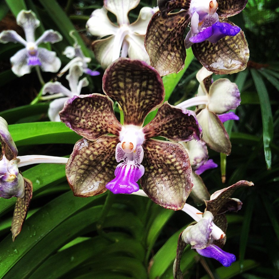 Орхидея Vanda Mimi Palmer