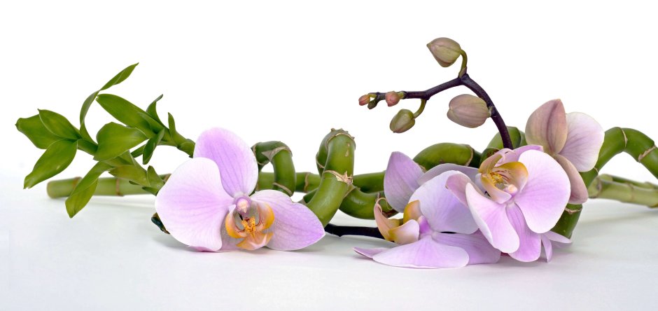Орхидеи на Светлом фоне